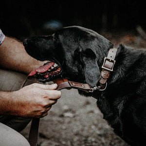 WHISKEY DOG COLLAR